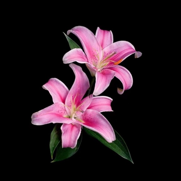 Meet your Posher, Dani - Picture 1 of 1